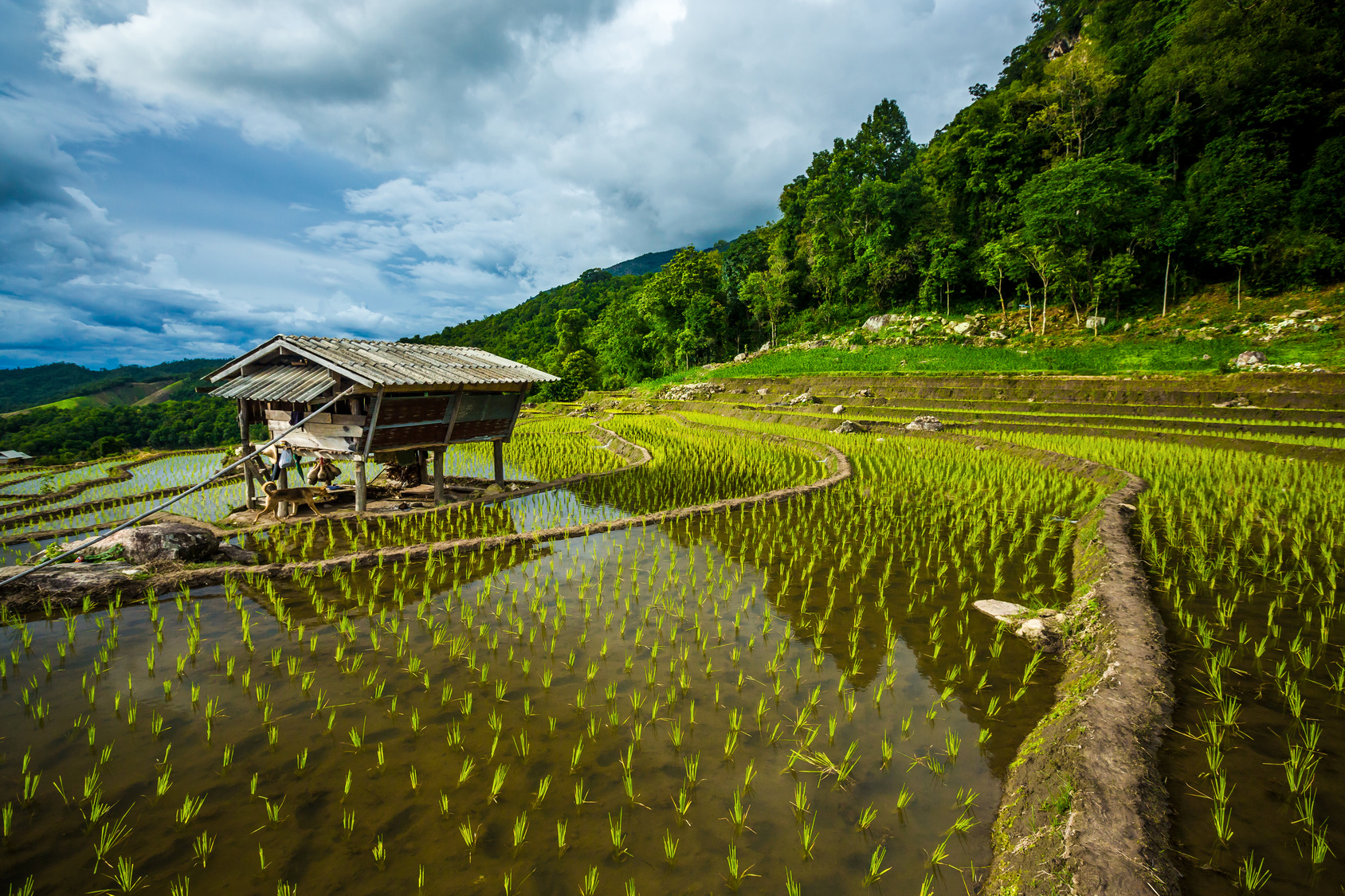 Steps rice field