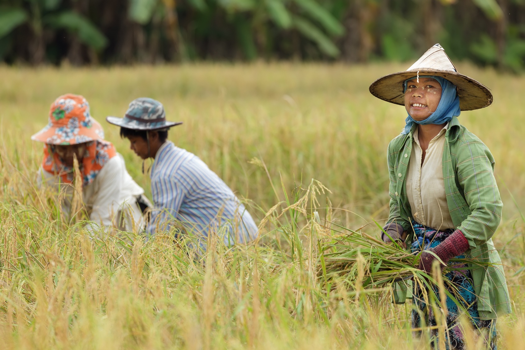 farmer harvesting rice